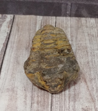 Authentic Trilobite from Morocco