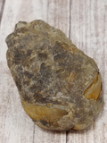 underside of Trilobite fossil