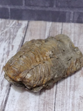 rear view of trilobite fossil