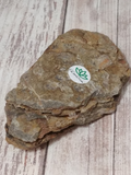 underside of Trilobite fossil