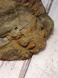 trilobite head