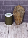 Marine fossil with size reference