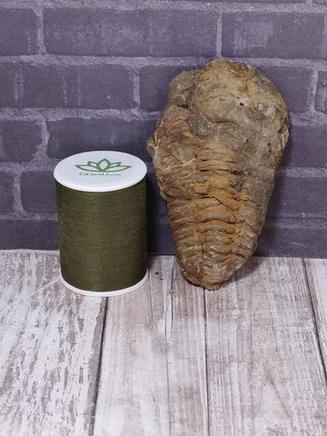 Marine fossil with size reference