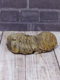 Side view of fossilized trilobite GGandJ.com