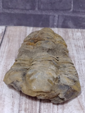 Trilobite fossil from Morocco