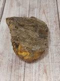 underside of Trilobite fossil