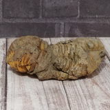 Side view of Trilobite fossil