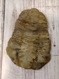 2 3/4" Trilobite Fossil