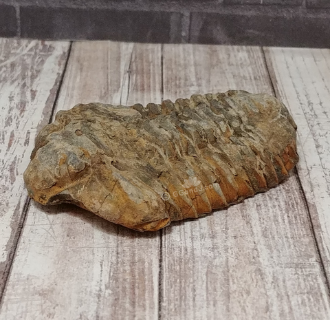 Trilobite Fossil for sale on GGandJ.com