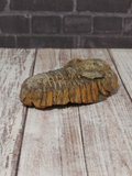 Side view of fossilized trilobite GGandJ.com