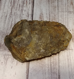 underside of Trilobite fossil