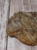 Trilobite Fossil head