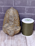 Trilobite fossil with thread spool size reference