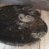 Ammonite heart plate close up