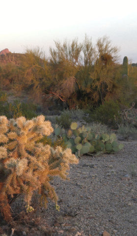 Cactus Landscape ; Desert Photography Collection by Heather Brown Gypsy Gems & Jewelry™ GGandJ.com
