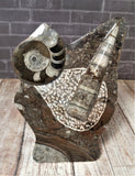 Gypsy Gems & Jewelry™ Naturally Unique™ Mini Moroccan Fossil Statue - Ammonite Orthoceras