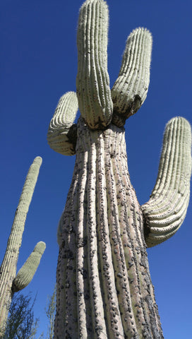"Desert Giant" Saguaro Cactus Print by Heather Brown GGandJ.com 