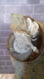 Moroccan Ammonite Close-up GGandJ.com