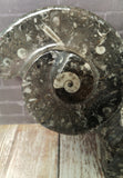 Ammonite & Orthoceras Medium Abstract Fossil Statue - D