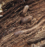 Armadillidium Vulgare Isopods - Reptanicals