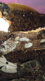 Porcellio scaber Dalmatian Isopods - Reptanicals