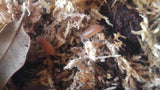 Powder Orange Isopods Cleaner Crew Bio-Active terrarium kit on GGandJ.com
