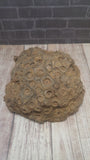 Large rough coral fossil