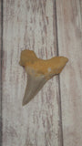 Otodus Obliquus Shark Tooth for sale with size reference