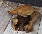 Hand Carved Wood Sea Turtle on Natural burl knot wave Gift for turtle lovers