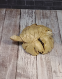 wood turtle carving