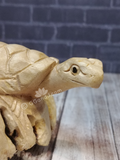 Close up of Wood Turtle on GGandJ.com
