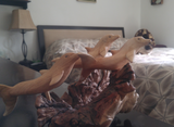 Home Decor Indonesian Wood Art Naturally Unique Hand carved wood swimming dolphins in Bed Room on GGandJ.com siamese cat