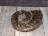 Ammonite fossil from Morocco on GGandJ.com