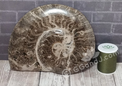 6" Ammonite Fossil from Morocco on GGandJ.com Gypsy Gems & Jewelry