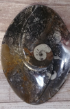 Ammonite fossil spiral plate on ggandj.com gypsy gems & jewelry