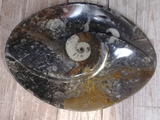 Ammonite fossil spiral plate on ggandj.com gypsy gems & jewelry