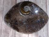 Ammonite fossil oblong plate on ggandj.com gypsy gems & jewelry