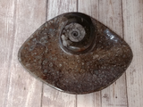 Oblong unusual fossil plate ammonite orthoceras gift idea GGandJ.com