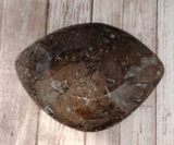 backside of oblong fossil plate