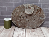 Ammonite fossil oval plate B on ggandj.com gypsy gems & jewelry with size reference
