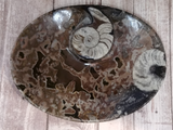 Large Oval Fossil Plate D Ammonite Orthoceras