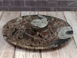 fossil oval plate from Morocco ammonite