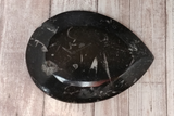 backside of teardrop fossil plate on wood grain background