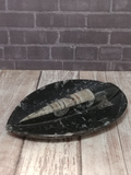 Small fossil plate gift idea Orthoceras