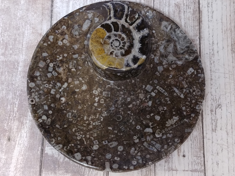 Ammonite large fossil circle plate A on ggandj.com gypsy gems & jewelry