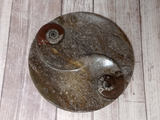 Ammonite fossil ying yang plate on ggandj.com gypsy gems & jewelry