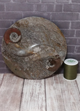Ammonite fossil ying yang plate on ggandj.com gypsy gems & jewelry with thread spool size reference