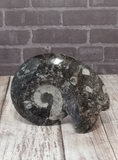 Ammonite gonatite nautilus fossil