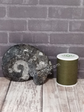 Ammonite fossil with thread spool size reference