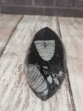 Orthoceras Fossil from Morocco on GGandJ.com Gypsy Gems & Jewelry Naturally Unique